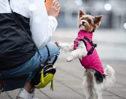 Pflegetipps für Ihre Lucy & Fly Hundebekleidung