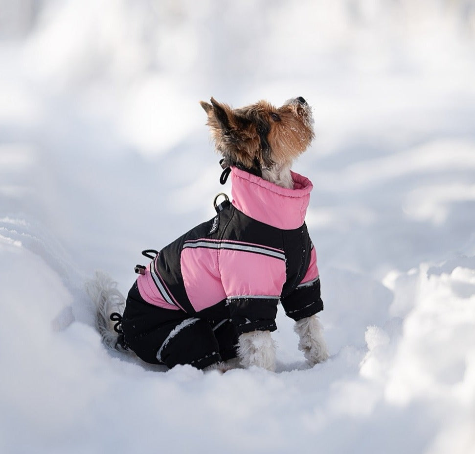 Hundebekleidung – Mode oder echte Gesundheitsinvestition? 🐾❄️