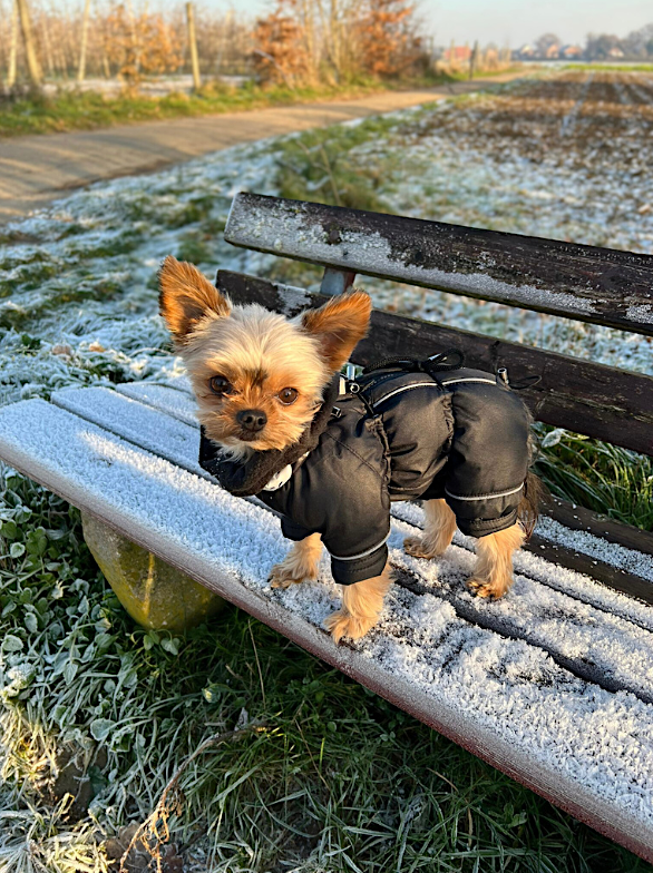Achtung: Hunde frieren schneller, als Sie denken!