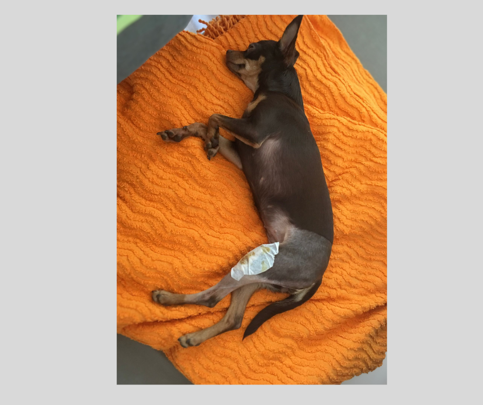 Patellaluxation bei Hunden – unsere Erfahrung mit Lucy