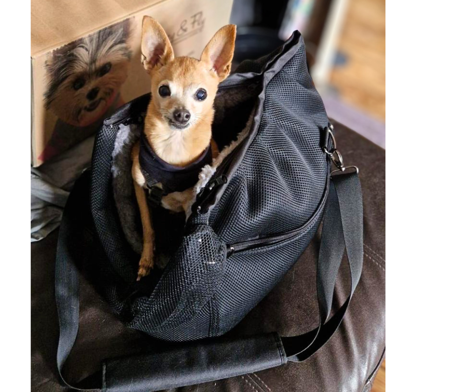 Seniorhund unterwegs: Wann eine Hundetasche entlasten kann