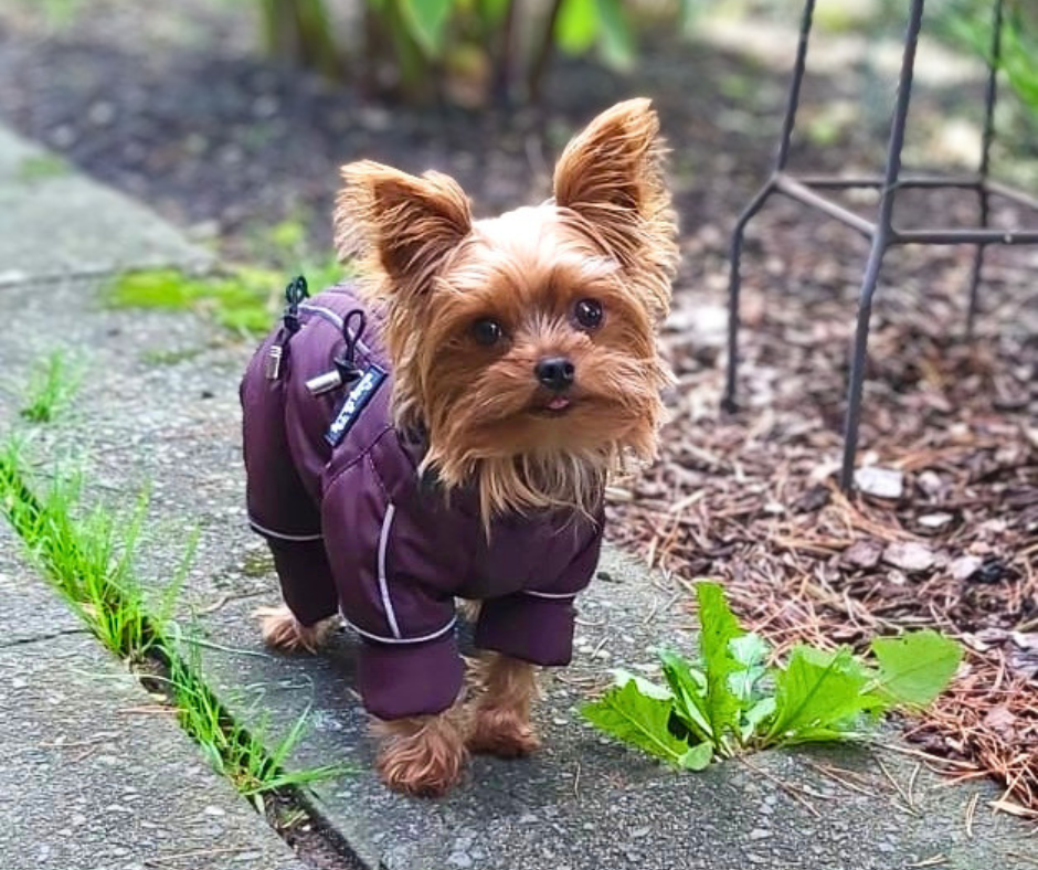 Welcher Hundemantel passt zu meinem Hund?