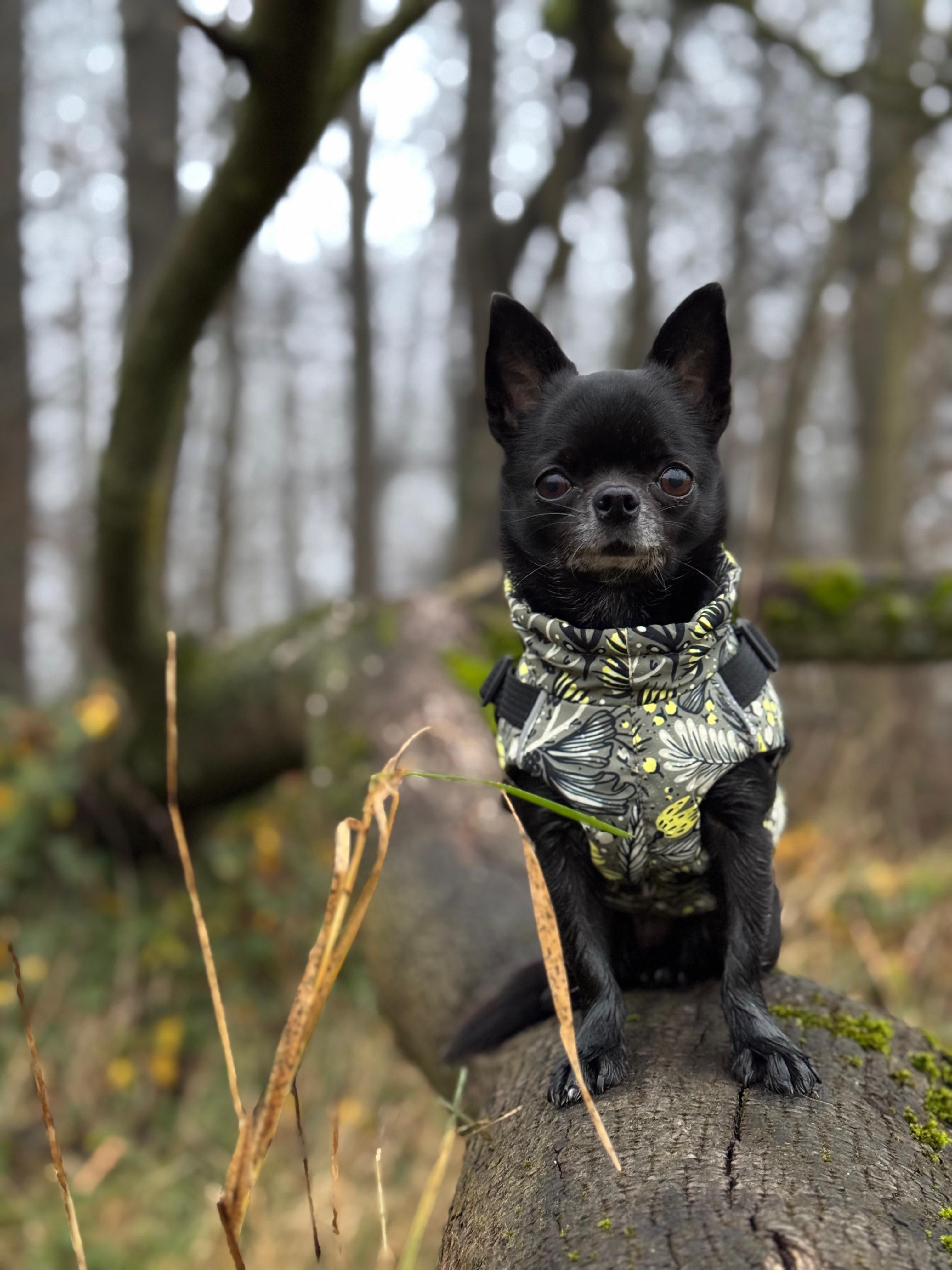 Was unsere Hundebekleidung bei Nässe leisten kann