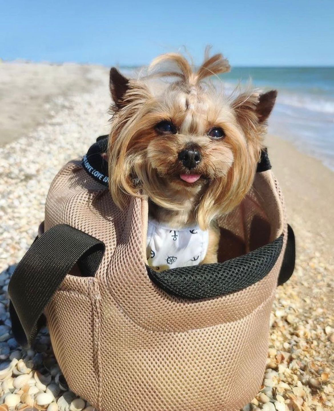 7 Tipps für Sommerreisen mit kleinen Hunden