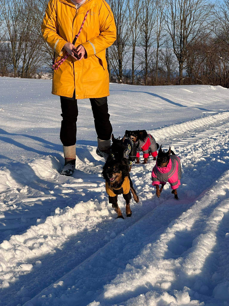 Hundemäntel mit Beinen – warum sie sinnvoll sind und wie Ihr Hund sich daran gewöhnt 🐶❄️