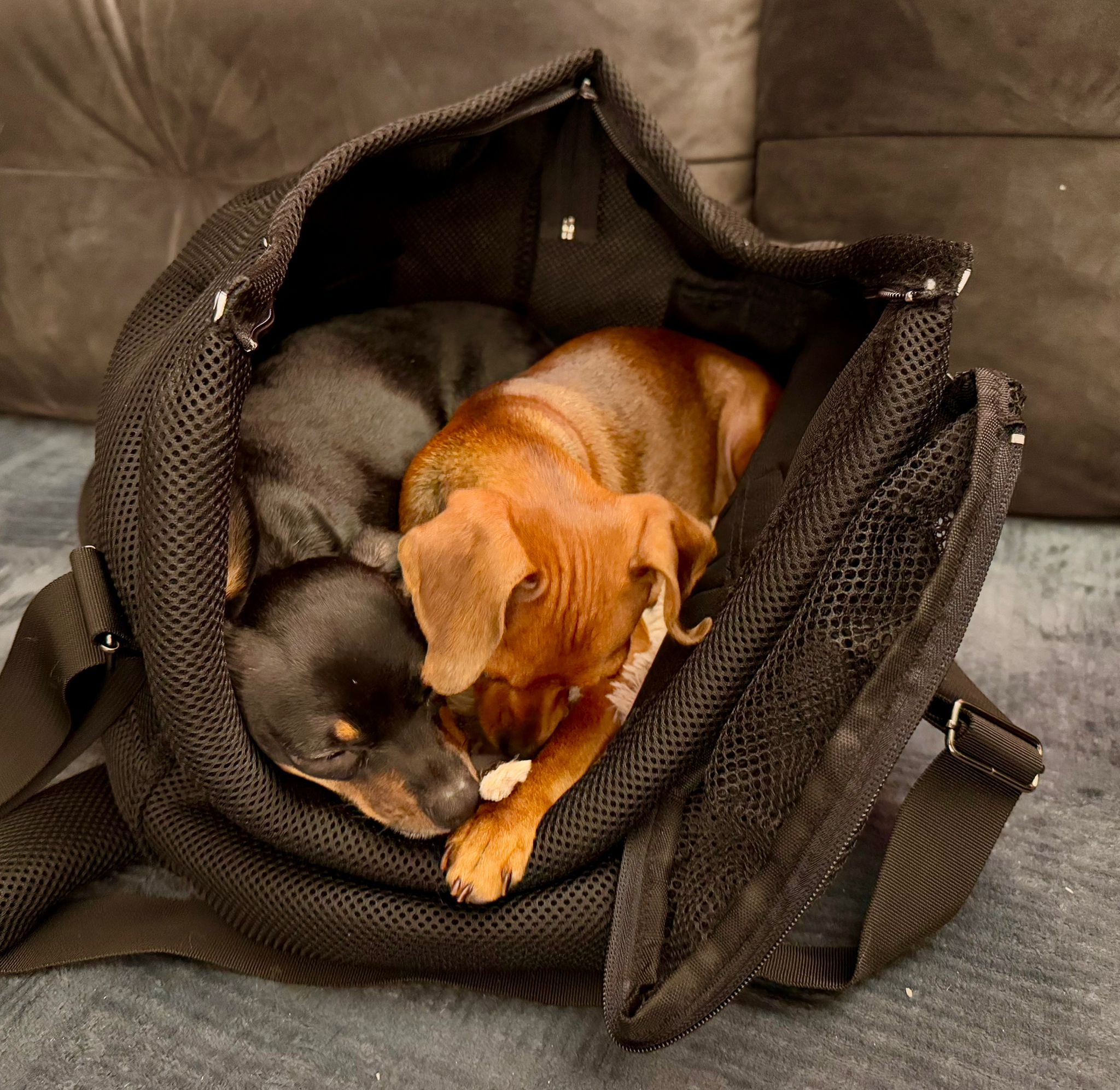 Die Sommertasche für kleine Hunde: Mehr Freiheit für Sie, mehr Sicherheit für Ihren Hund