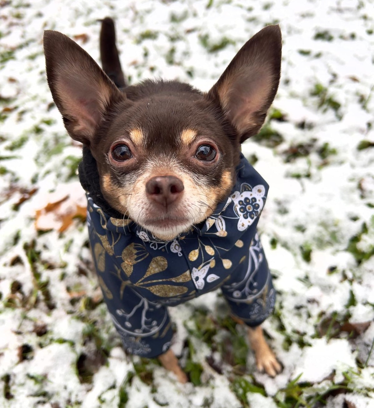 Haben Sie die falsche Größe bestellt? Kein Problem! Ich helfe Ihnen persönlich, die perfekte Passform für Ihren Hund zu finden!