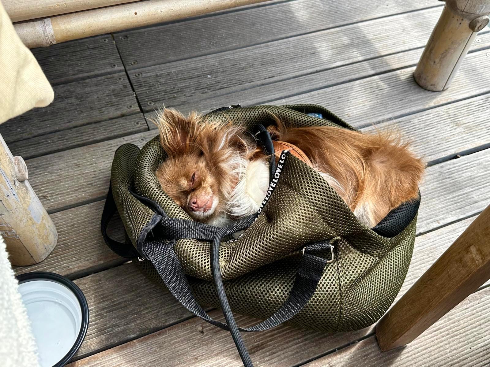 7 Tipps für Sommerreisen mit kleinen Hunden – eine Hundetasche ist unterwegs unverzichtbar