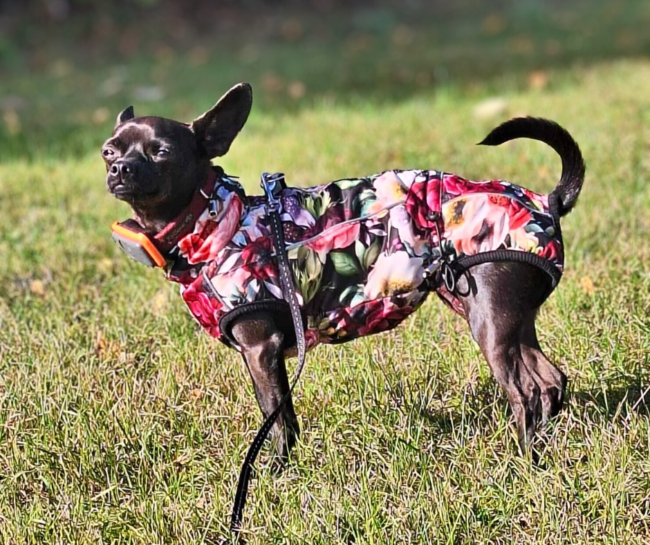 Warum Hunde so schnell am Bauch frieren – und wie Lucy & Fly die Lösung gefunden hat