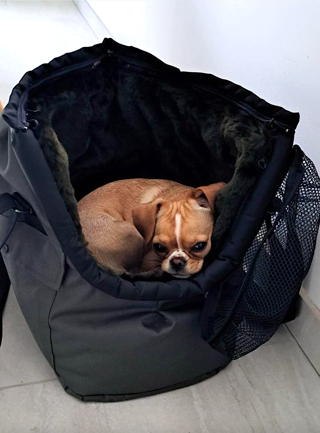 Welche Taschengröße passt Ihrem Hund?