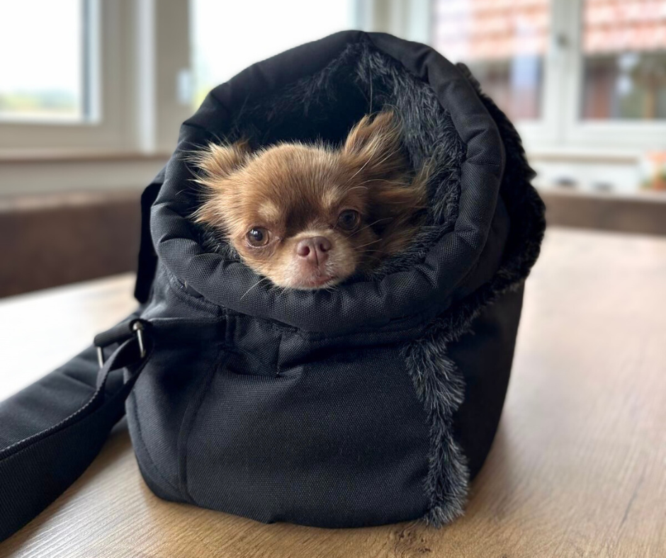 Unsere Hundetaschen – vielseitig, praktisch & kuschelig