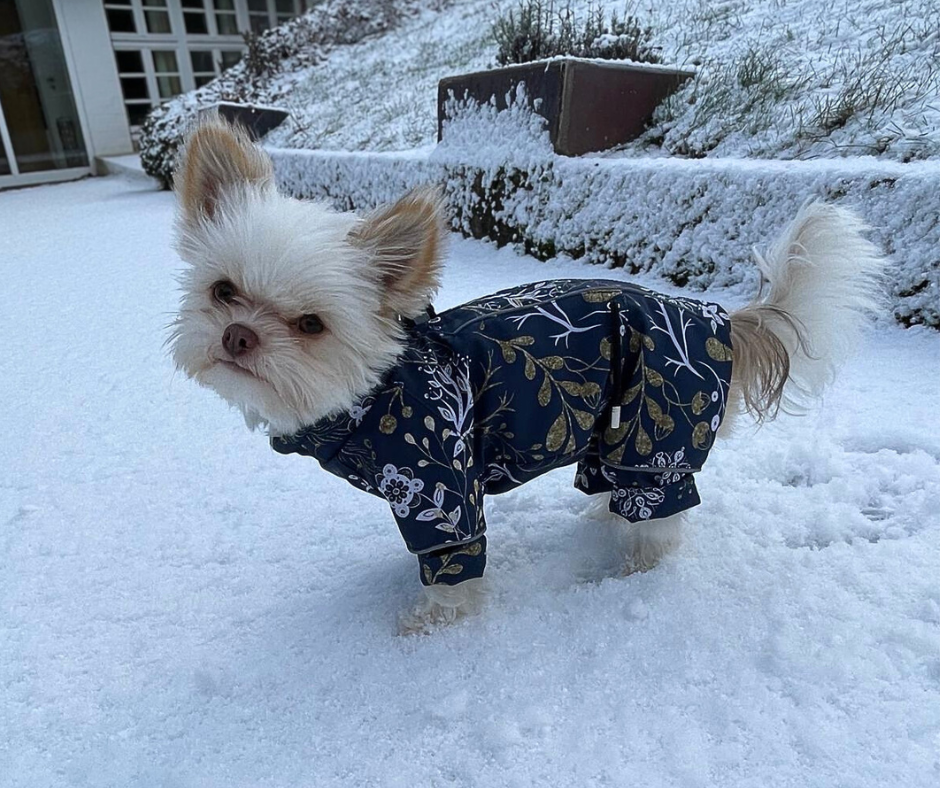 Pflegetipps für Ihre Lucy & Fly Hundebekleidung