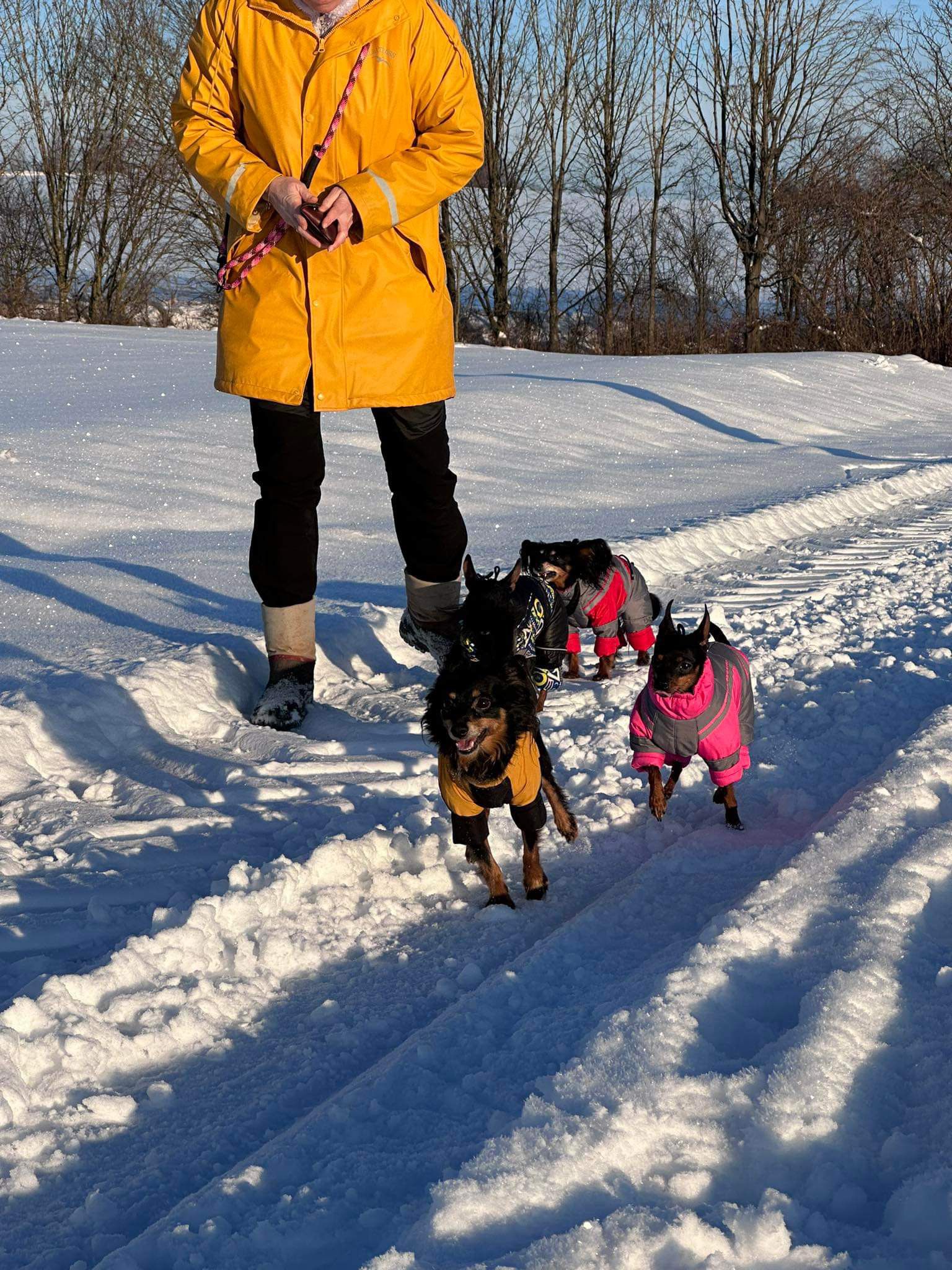 Hundemäntel mit Beinen – warum sie sinnvoll sind und wie Ihr Hund sich daran gewöhnt 🐶❄️