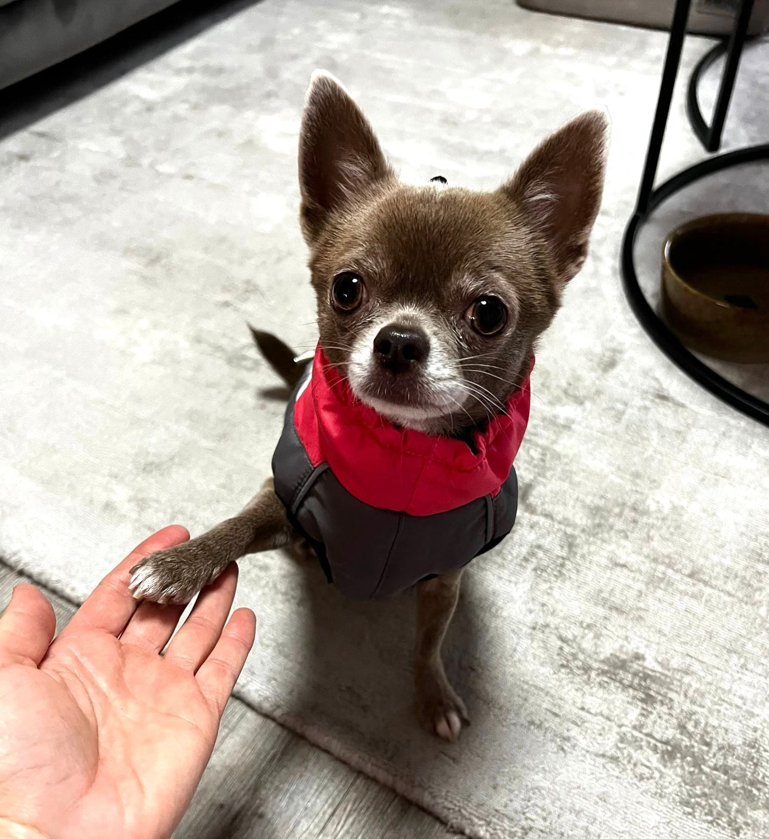 Achtung: Hunde frieren schneller, als Sie denken!
