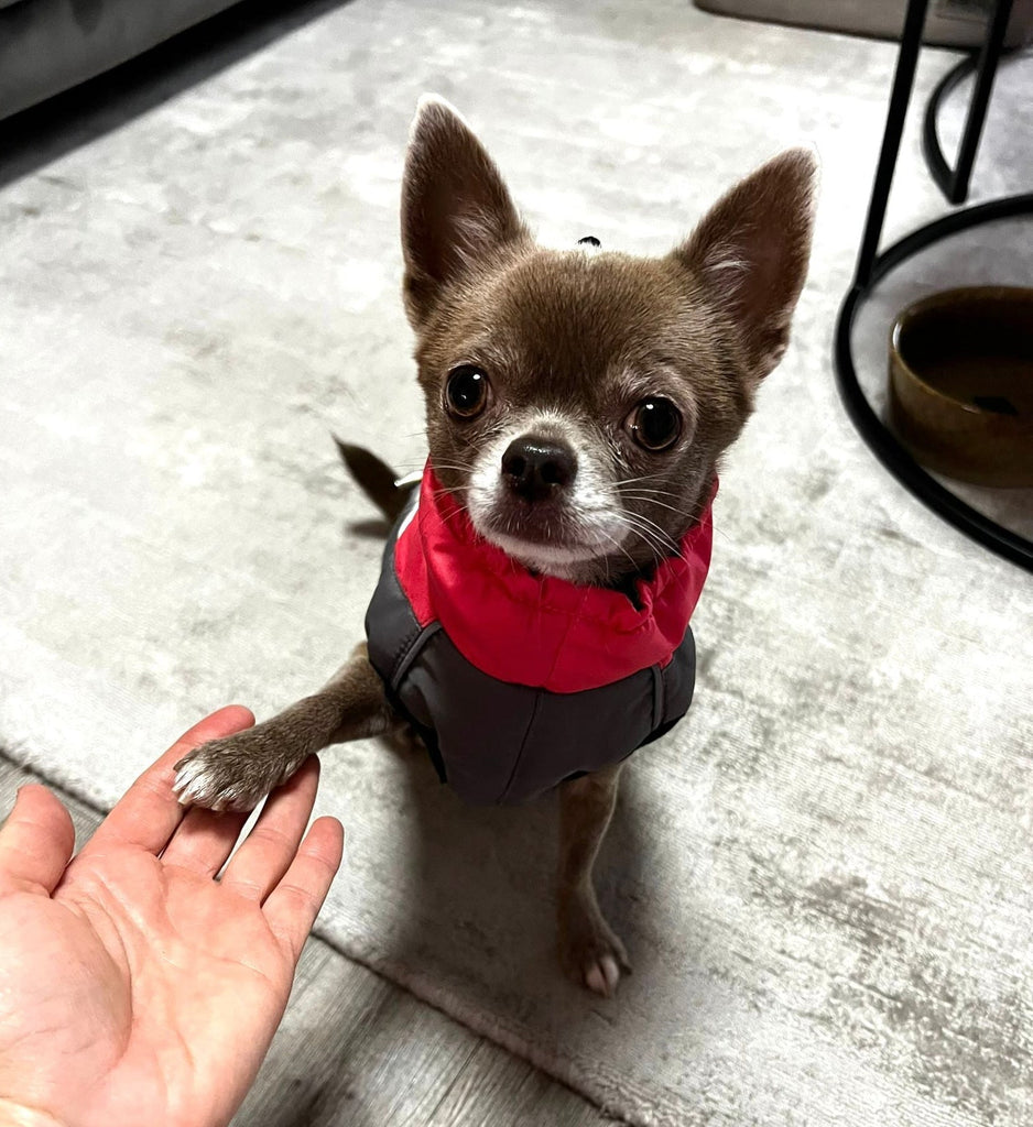 Achtung: Hunde frieren schneller, als Sie denken! ❄️🐶