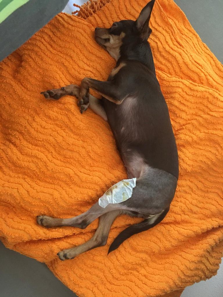 Patellaluxation bei Hunden – unsere Sorgen & Erfahrungen mit Lucy