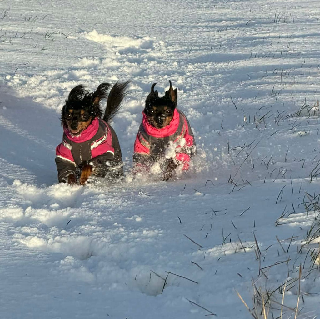 Hundemäntel mit Beinen – warum sie sinnvoll sind und wie Ihr Hund sich daran gewöhnt 🐶❄️