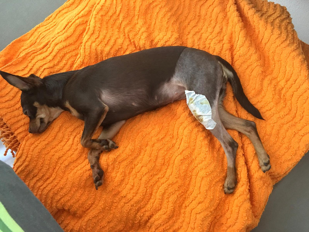 Patellaluxation – unsere Sorgen & Erfahrungen mit Lucy