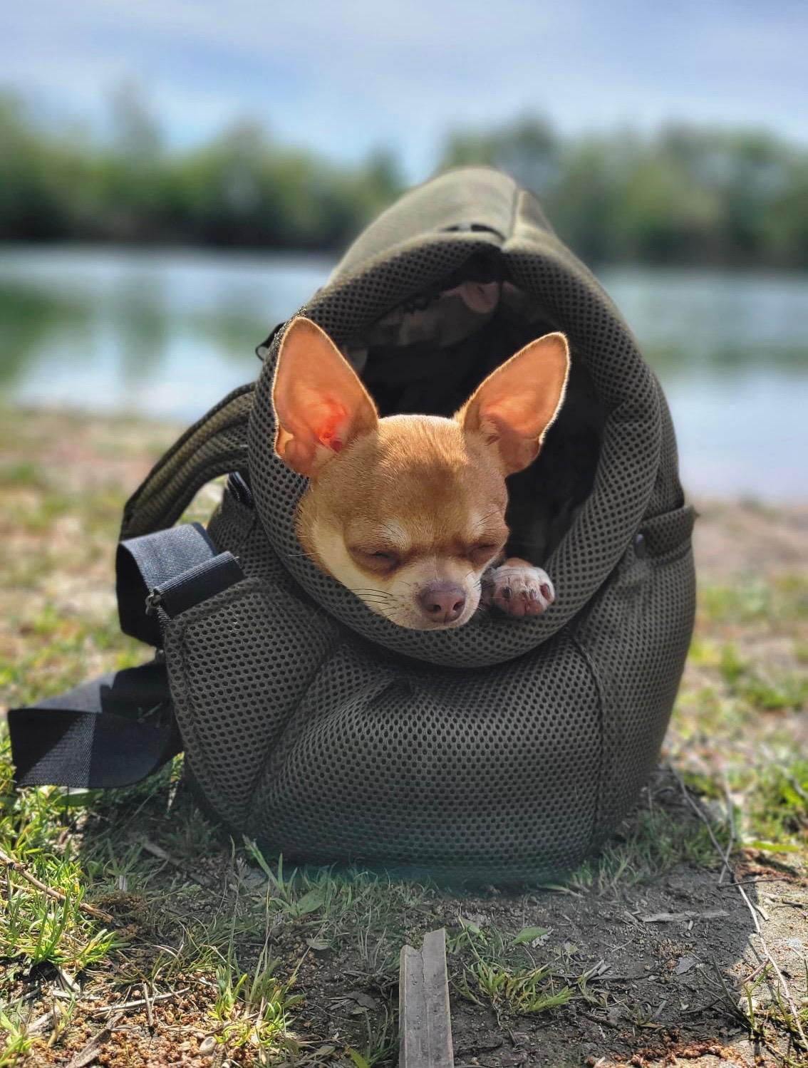 Welche Hundetasche passt im Sommer bei Wind, Regen und kühlen Abenden?