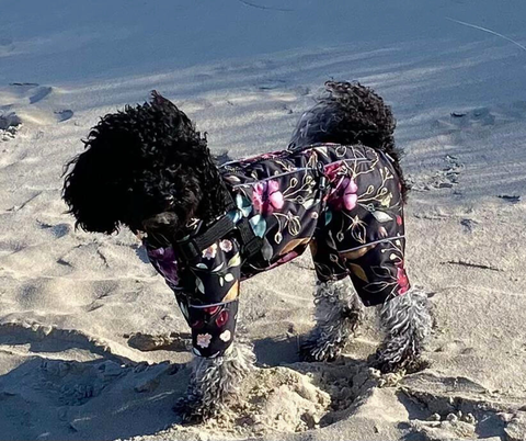 Wasserdichte Softshell-Wintermäntel "Dark Flower" für Weibchen mit Bauchschutz / Geschirr