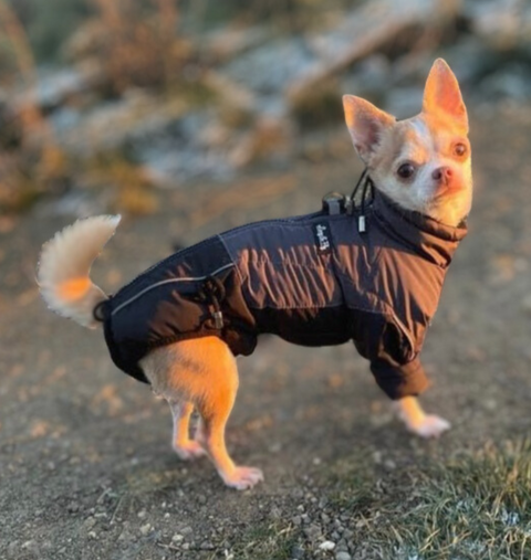 Fabio - Winter coats for male dogs, WATERPROOF with sleeves without pants