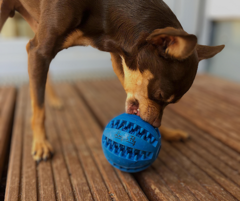 Premium Hundespielzeug DentalBall | Lucy & Fly