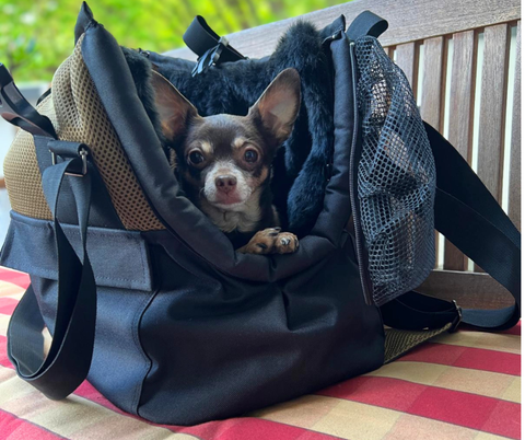Offene Hundetasche Safari Sand mit schwarzem Inlay