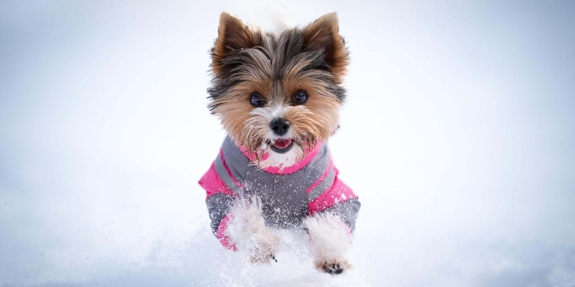 EXKLUSIVE HUNDEMÄNTEL FÜR WEIBCHEN AUCH MIT BAUCHSCHUTZ ZWISCHEN DEN BEINEN