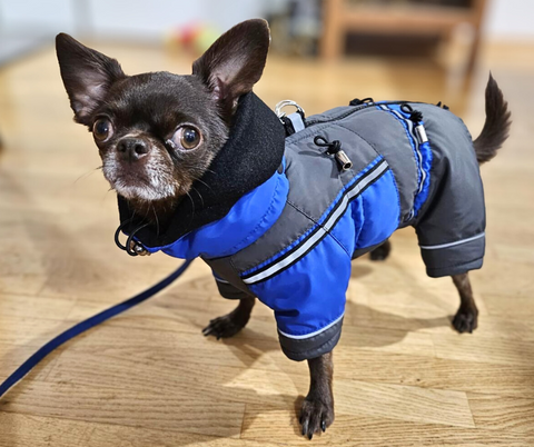 Wasserdichte Wintermäntel "Peter" für Rüden