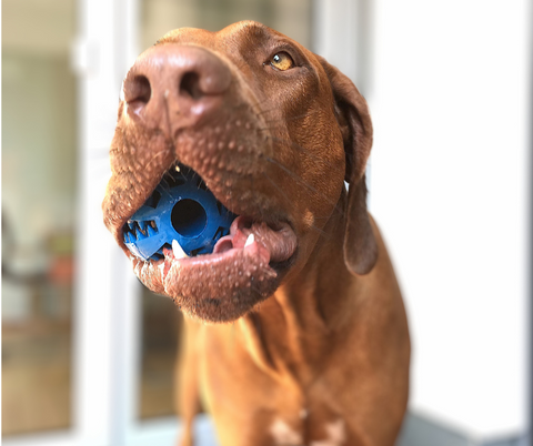 Premium Hundespielzeug DentalBall | Lucy & Fly