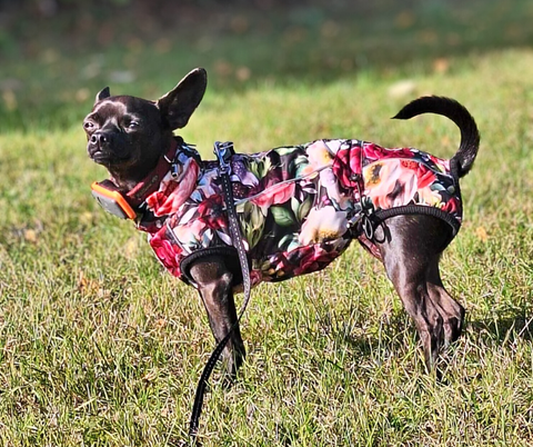 Floretta - Softshell Wintermäntel für Weibchen mit Bauchschutz ohne Beine