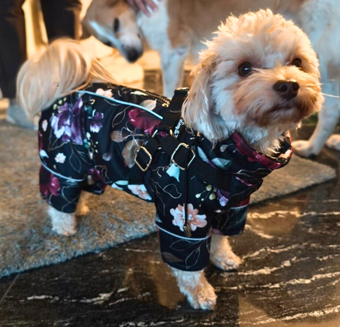 Wasserdichte Softschell-Wintermäntel "Dark Flower" für Weibchen mit Bauchschutz / Geschirr