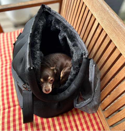 Kleiner Hund liegt in der Hundetasche Schwarze Perle mit schwarzem Kuschel-Inlay