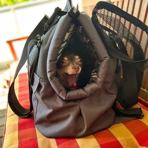 Kleiner Hund sitzt in grauer Hundetasche mit Rucksackfunktion für Hunde bis 5 kg