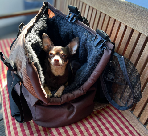 Hund schaut aus der Hundetasche Choco Dream mit Rucksackfunktion und Mesh-Einsatz