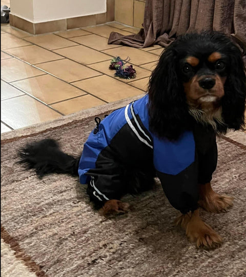 Für Rüden - "Luis" - Hundemantel ohne Fütterung / Gr. 29, 33