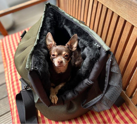 Hundetasche mit weichem Inlay und kleinem Hund im Inneren