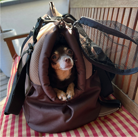 Kleiner Hund sitzt in der Sommertasche Rucksack Choco Dream in Braun und Beige mit Fensternetz