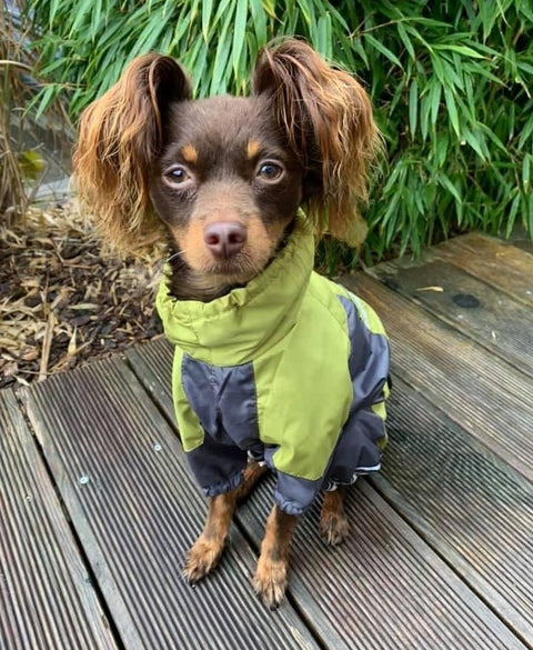 Für Rüden - "Luis" - Hundemantel ohne Fütterung / Gr. 29, 33