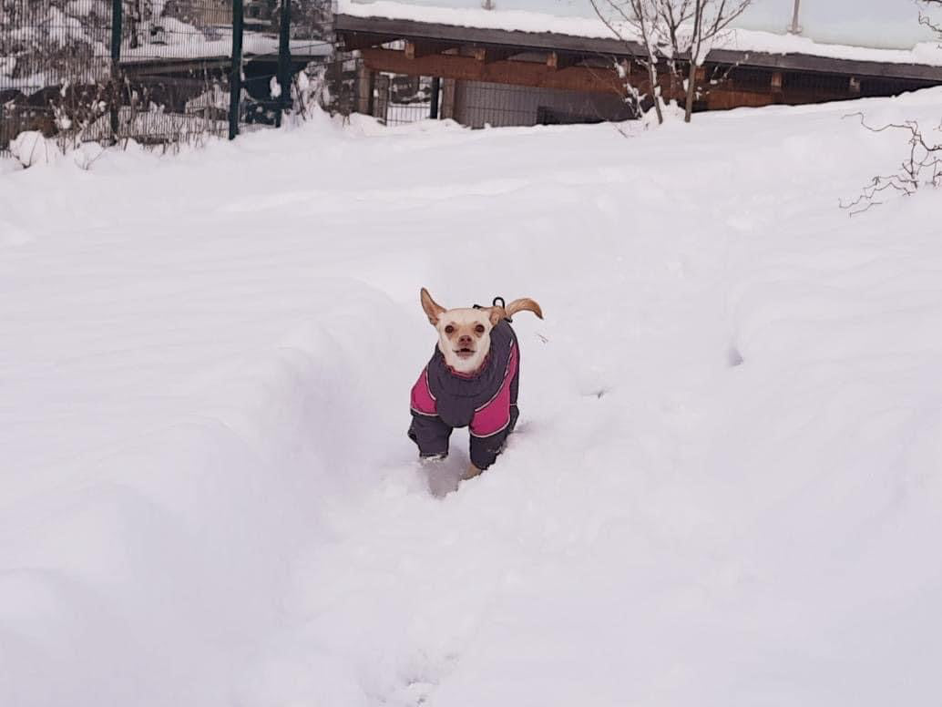 Petra - Wasserferte Wintermäntel für Weibchen mit Bauchschutz