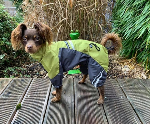 Für Rüden - "Luis" - Hundemantel ohne Fütterung / Gr. 29, 33