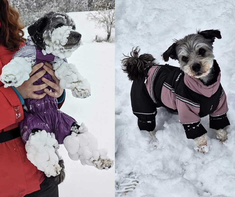Petra - Wasserferte Wintermäntel für Weibchen mit Bauchschutz