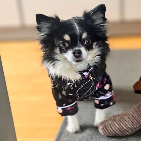 Wasserdichte Softschell-Wintermäntel "Dark Flower" für Weibchen mit Bauchschutz / Geschirr