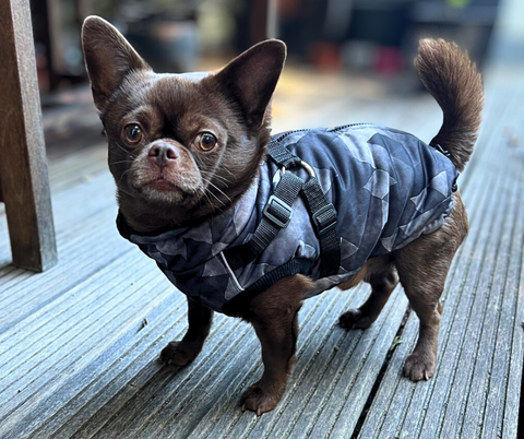 Wasserdichte Softschell - Winterwesten mit Geschirr "Geometrie" für Rüden