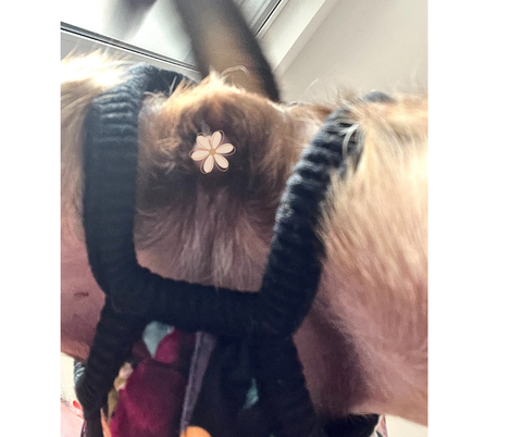 Floretta - Softshell Wintermäntel für Weibchen mit Bauchschutz ohne Beine