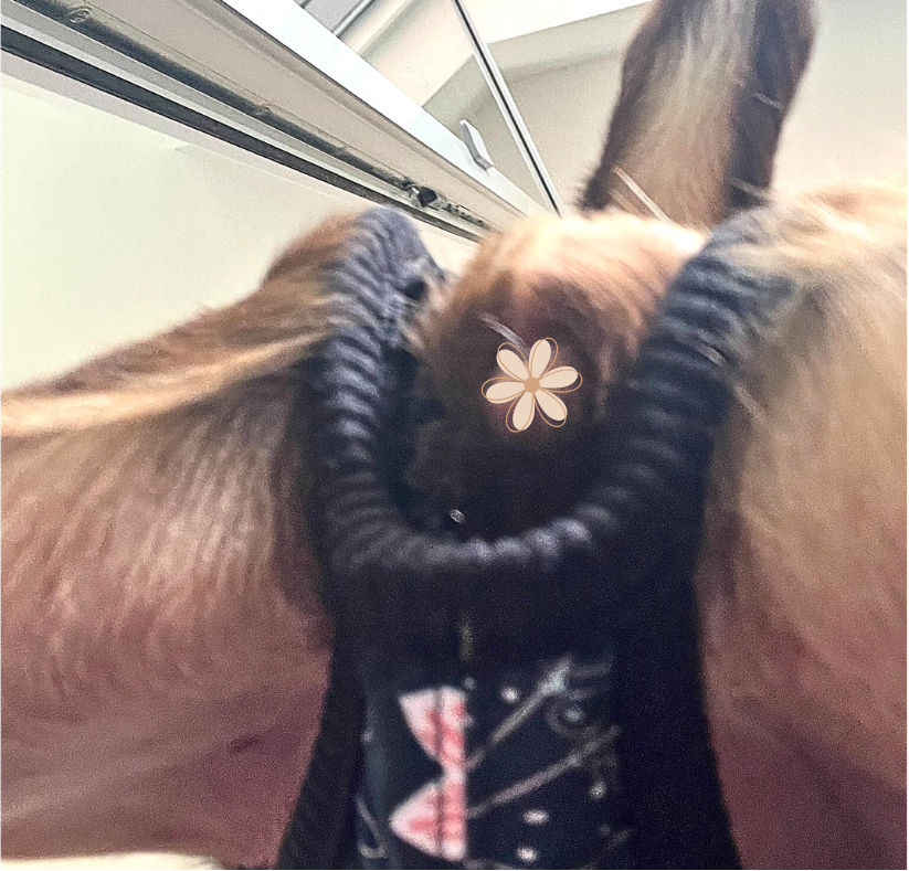 Kleine Hündin spaziert im Kolibri Wintermantel mit Bauchschutz zwischen den Beinen von Lucy & Fly