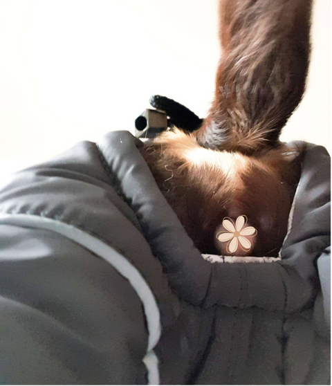 Petra - Wasserferte Wintermäntel für Weibchen mit Bauchschutz