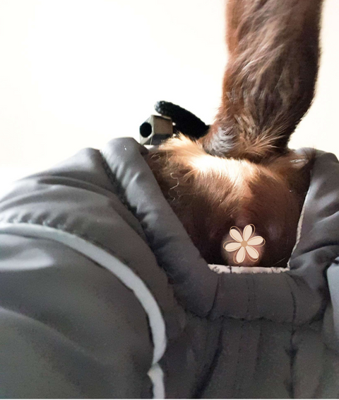 Aquarelle - Wasserdichte Softschell-Wintermäntel für Weibchen mit Bauchschutz / Geschirr