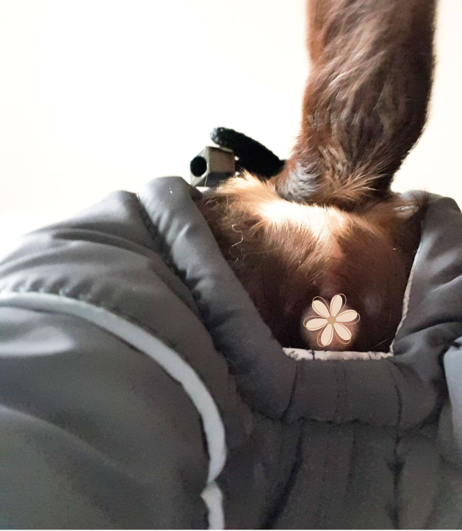 Petra - Wasserferte Wintermäntel für Weibchen mit Bauchschutz