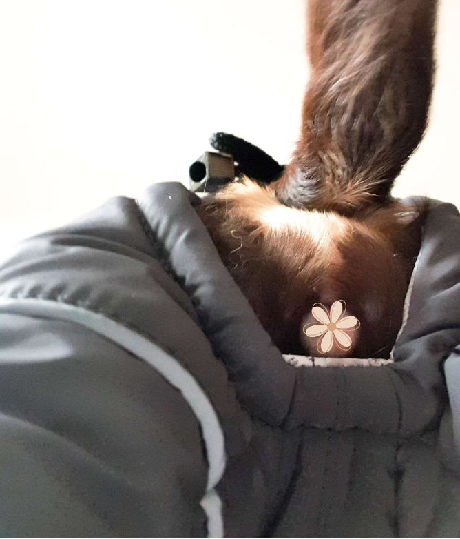 Petra - Wasserferte Wintermäntel für Weibchen mit Bauchschutz